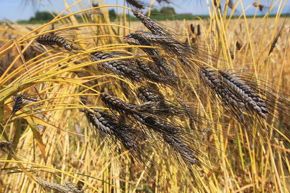 black wheat swantantra black wheat swantantra